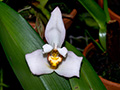 maxillaria grandiflora