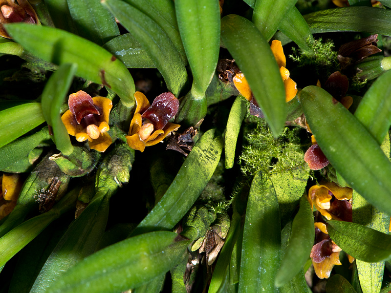maxillaria plebeja