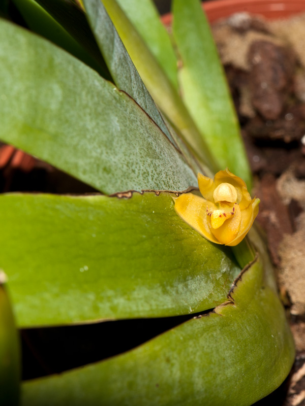 maxillaria valenzuelana