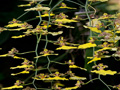 oncidium bifolium