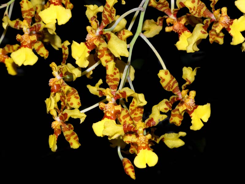 oncidium excavatum