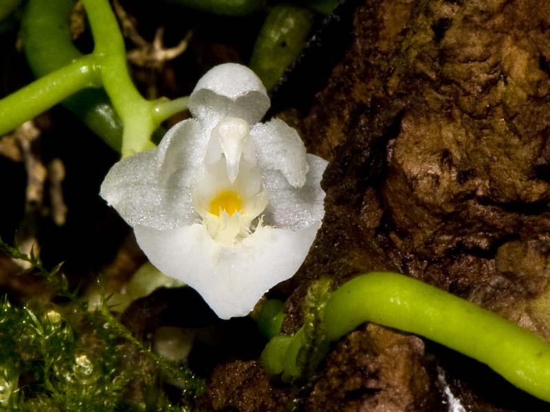 phalaenopsis appendiculata alba