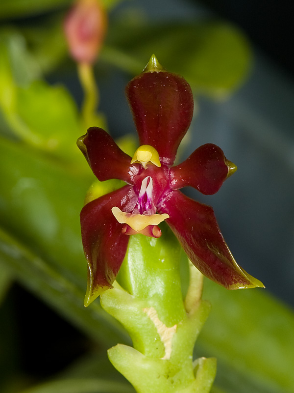 phalaenopsis cornu-cervi