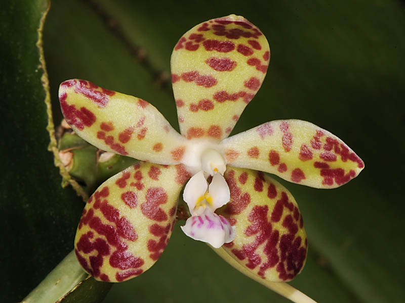 phalaenopsis doweyensis