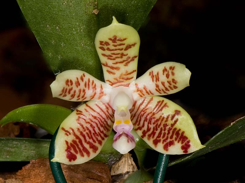 phalaenopsis inscriptiosinensis