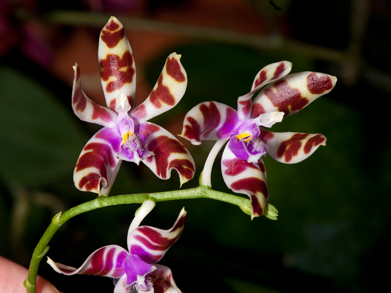 phalaenopsis mariae