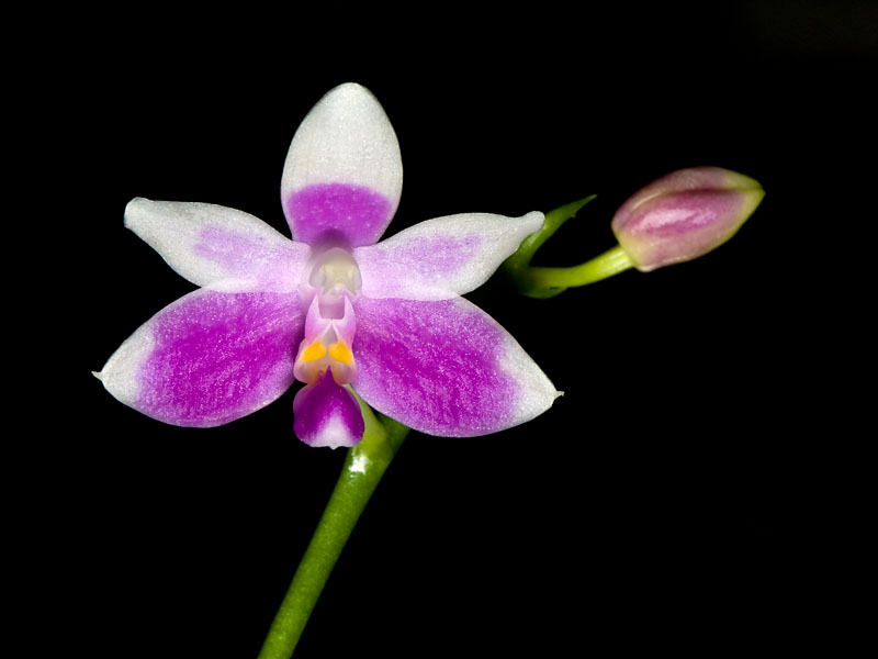 phalaenopsis modesta
