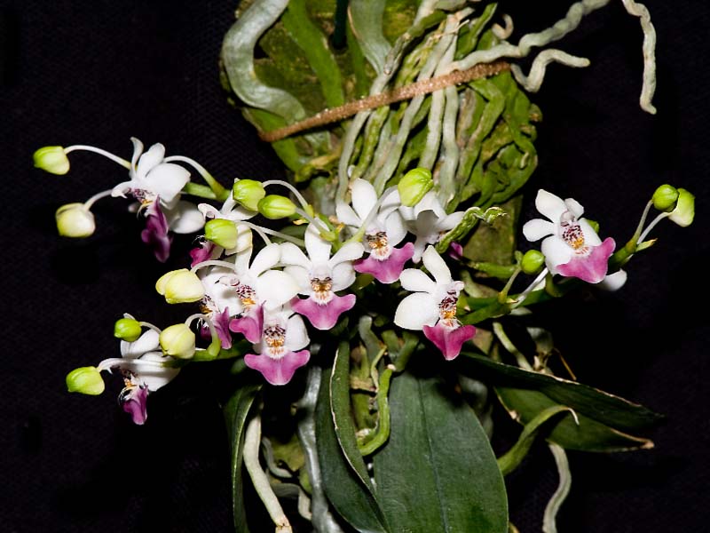 phalaenopsis parishii