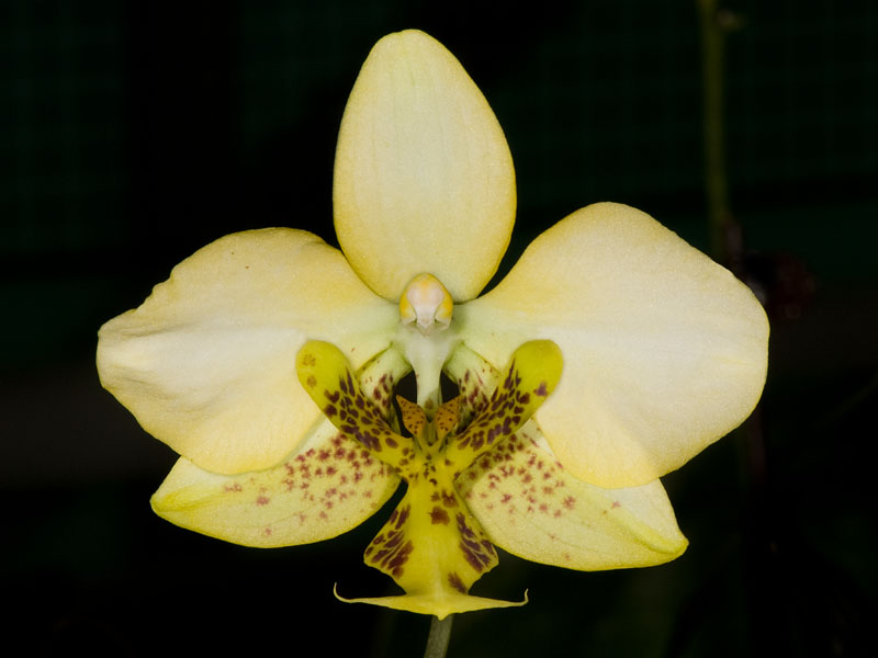 phalaenopsis stuartiana nobilis