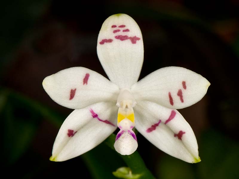 phalaenopsis tetraspis