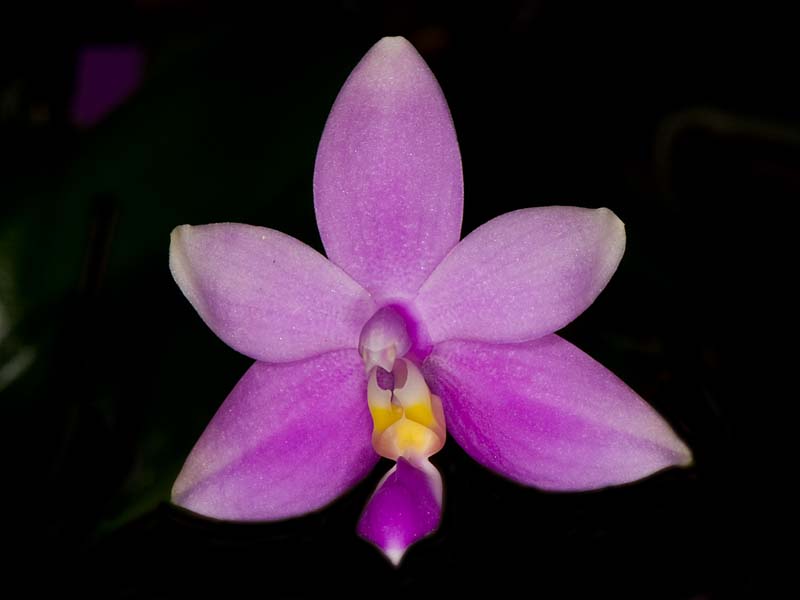 phalaenopsis violacea