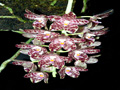 phalaenopsis gigantea