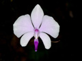 phalaenopsis lowii