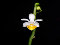 phalaenopsis malipoensis