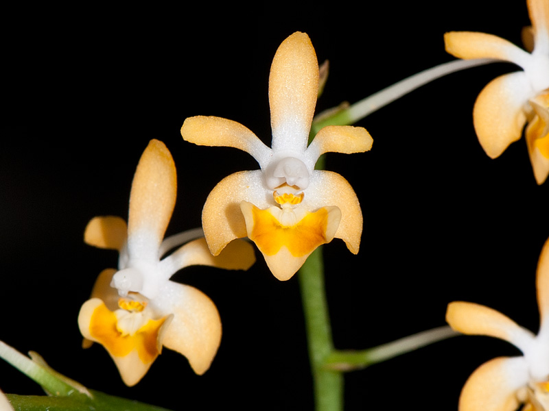 phalaenopsis malipoensis aurea