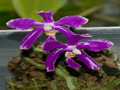 phalaenopsis pulchra