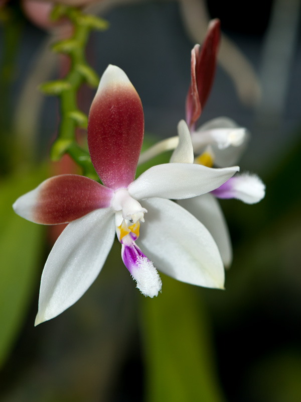 phalaenopsis speciosa