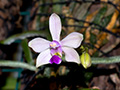 phalaenopsis wilsonii