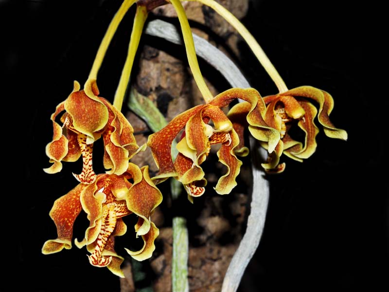 paraphalaenopsis labukensis