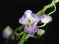phalaenopsis appendiculata