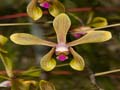 phalaenopsis braceana