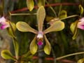 phalaenopsis braceana