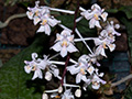 phalaenopsis celebensis