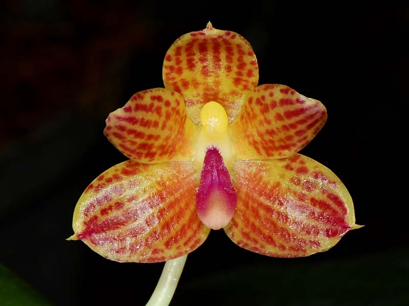 phalaenopsis javanica
