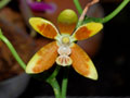 phalaenopsis kunstleri