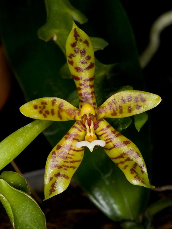 phalaenopsis lamelligera