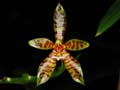 phalaenopsis lamelligera