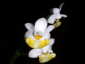 phalaenopsis lobbii flavilabia