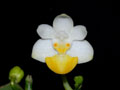 phalaenopsis lobbii flavilabia