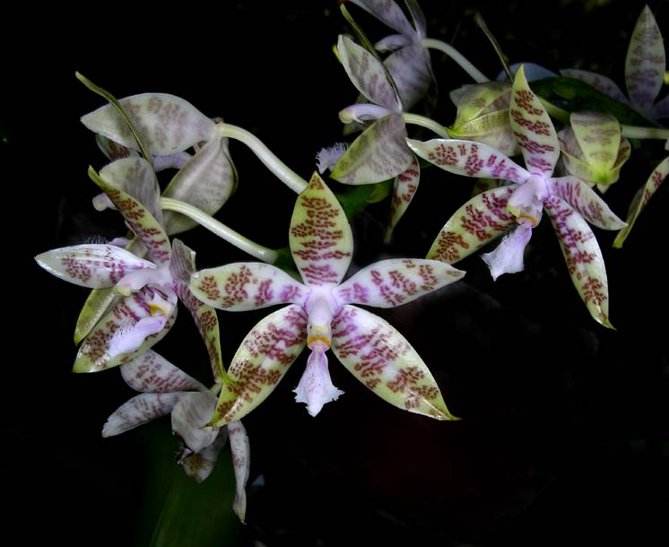 phalaenopsis luddemanniana