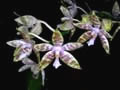 phalaenopsis luddemanniana hieroglyphica