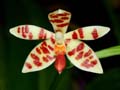 phalaenopsis maculata