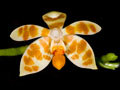 phalaenopsis maculata