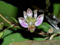 phalaenopsis minus