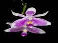 phalaenopsis modesta