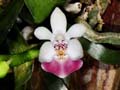 phalaenopsis parishii