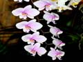 phalaenopsis schilleriana