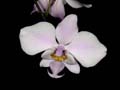 phalaenopsis schilleriana