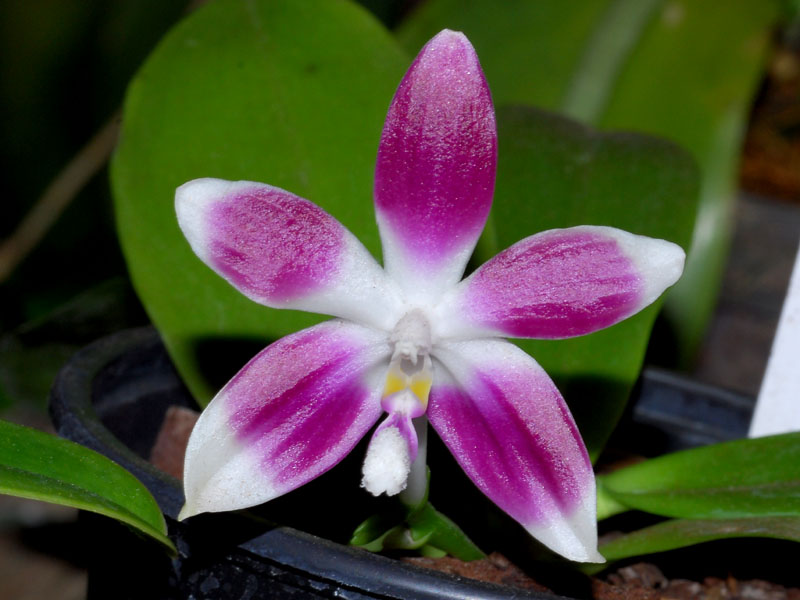 phalaenopsis speciosa