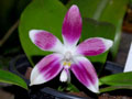 phalaenopsis 