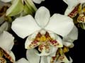 phalaenopsis stuartiana