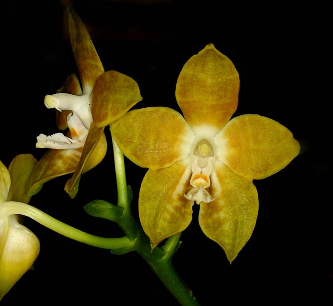 phalaenopsis venosa