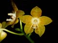 phalaenopsis viridis