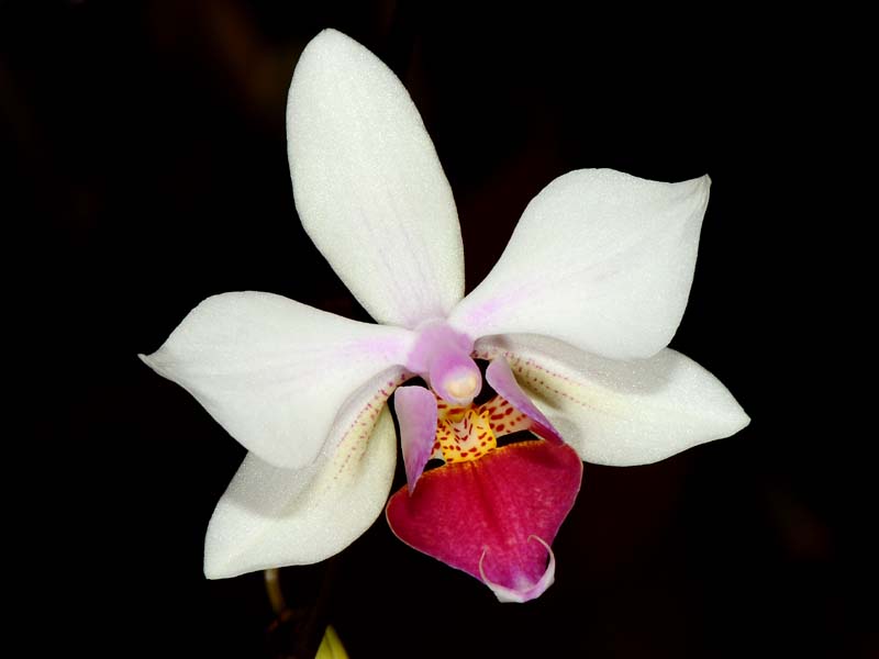 phalaenopsis intermedia