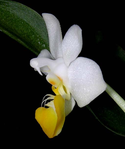 phalaenopsis lobbii