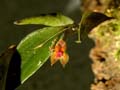 lepanthes costaricensis